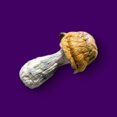 penis envy magic mushroom